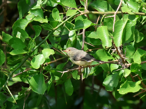 iNaturalist image