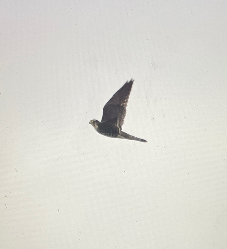 Merlin observed by matthew_wills