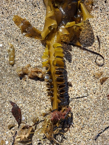 Undaria pinnatifida observed 2026-10-17