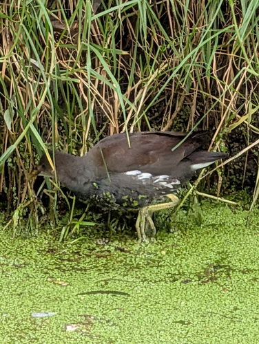 Common Gallinule observed by gaowenmx