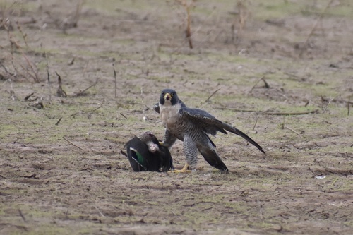 Peregrine Falcon observed by lutes
