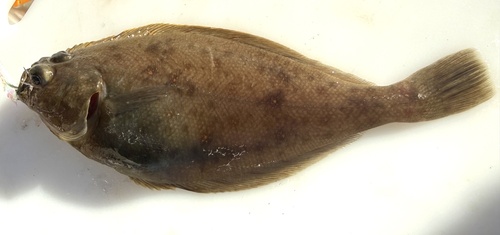 Citharichthys sordidus observed 2026-10-17