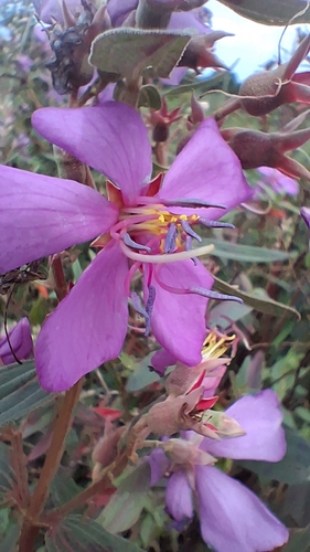 Osbeckia observed 2026-10-14