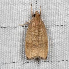 Psilocorsis cryptolechiella