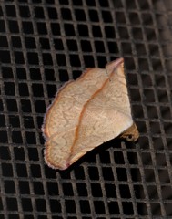 Eublemma perversicolor