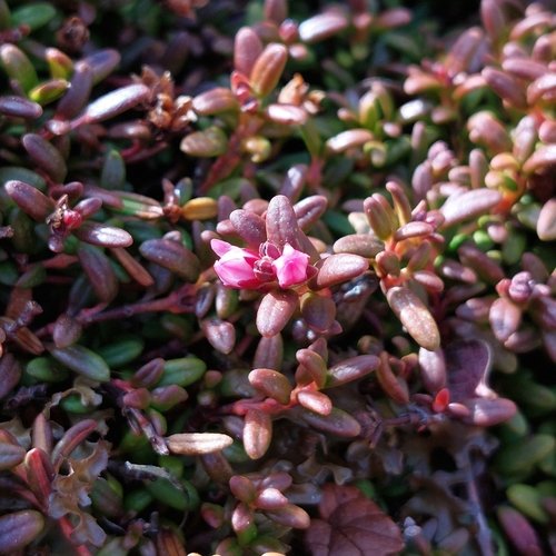alpine azalea