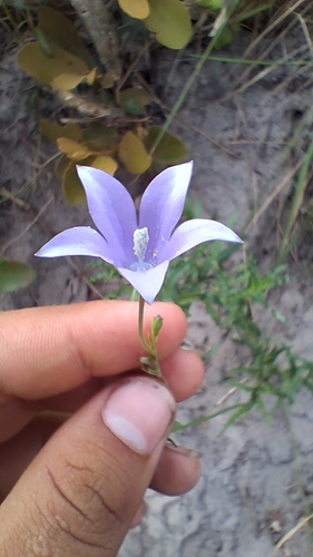 Wahlenbergia undulata, 2026-10-14