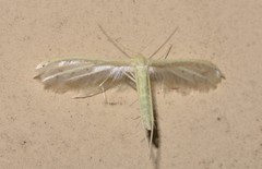 Pterophorus albidus