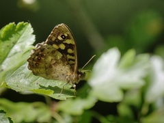 Pararge aegeria