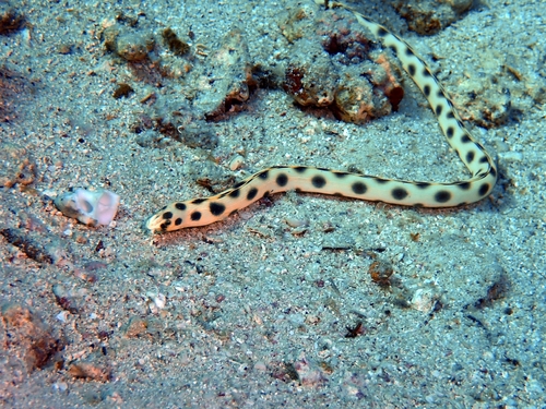 Myrichthys observed 2026-10-17