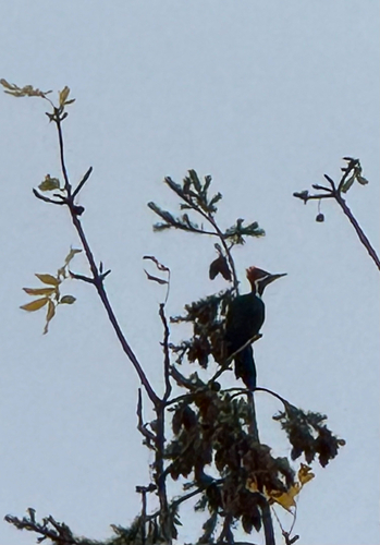 Pileated Woodpecker observed by rookbrightsilver