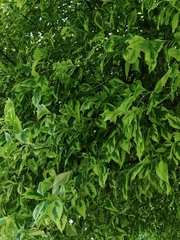 Magnoliopsida
