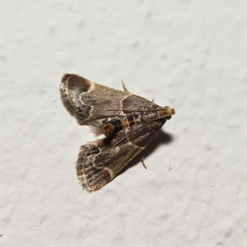 Meal moth
