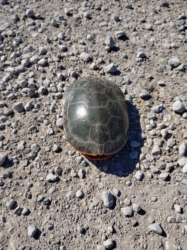 Painted Turtle observed by happydeb