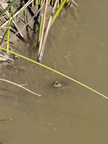 American Bullfrog observed by jackiec42