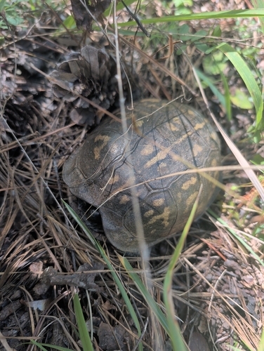 Eastern Box Turtle observed by outdoorrocks