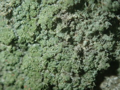 Bilimbia sabuletorum