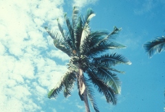 Cocos nucifera