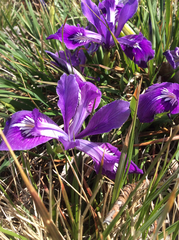 Iris tenax