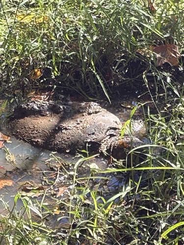 Common Snapping Turtle observed by phalliwell