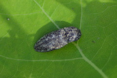 Agrypnus murinus