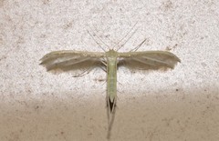 Pterophorus albidus