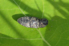 Agrypnus murinus
