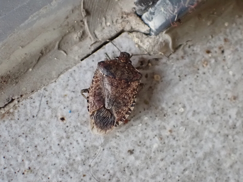 Brown Marmorated Stink Bug