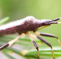 Dicranocephalus albipes