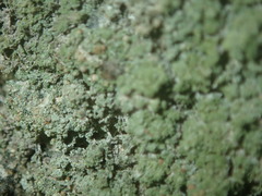 Bilimbia sabuletorum