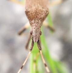 Dicranocephalus albipes