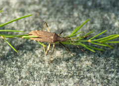 Dicranocephalus albipes