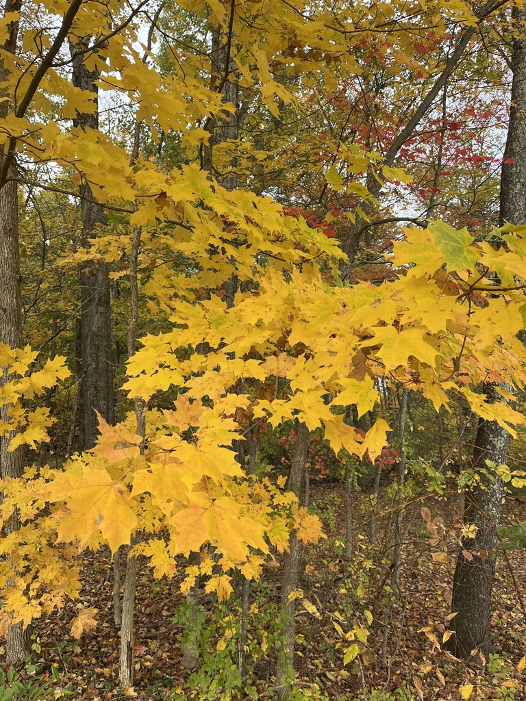 A photograph from Oct 17, 2026 near Walden Pond State Reservation, where the observer’s point is approximate.