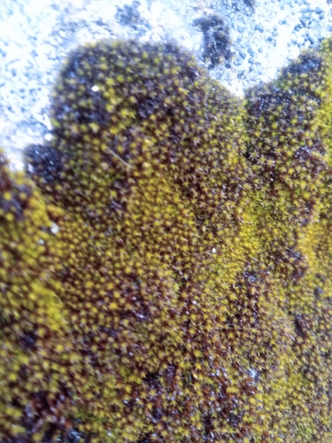 Andreaea rupestris observed 2026-10-17