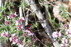 Zygaena oxytropis