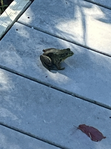 Green Frog observed by nolan12732