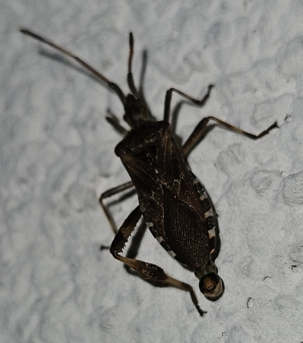 Western Conifer Seed Bug