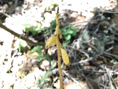 Corallorhiza maculata occidentalis