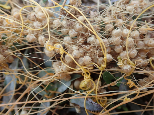 Cuscuta pentagona observed 2026-10-17