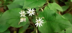 Stellaria patens