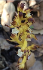 Corallorhiza maculata occidentalis