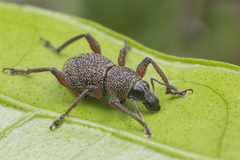 Metapocyrtus adspersus