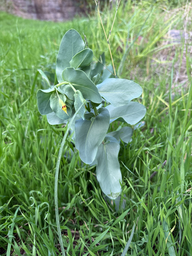 Cerinthe minor observed 2026-10-17
