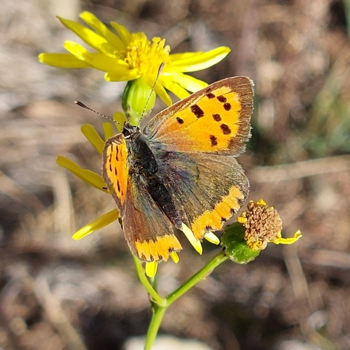 Small Copper