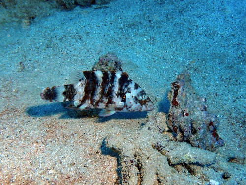 Cheilinus lunulatus observed 2026-10-17