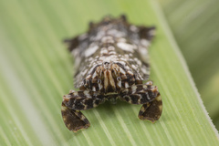 Elasmoscelis perforata