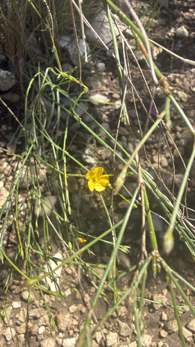 Rock Flax