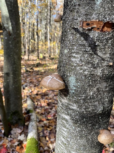 birch polypore