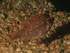Pteragogus enneacanthus