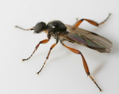 Bibio articulatus